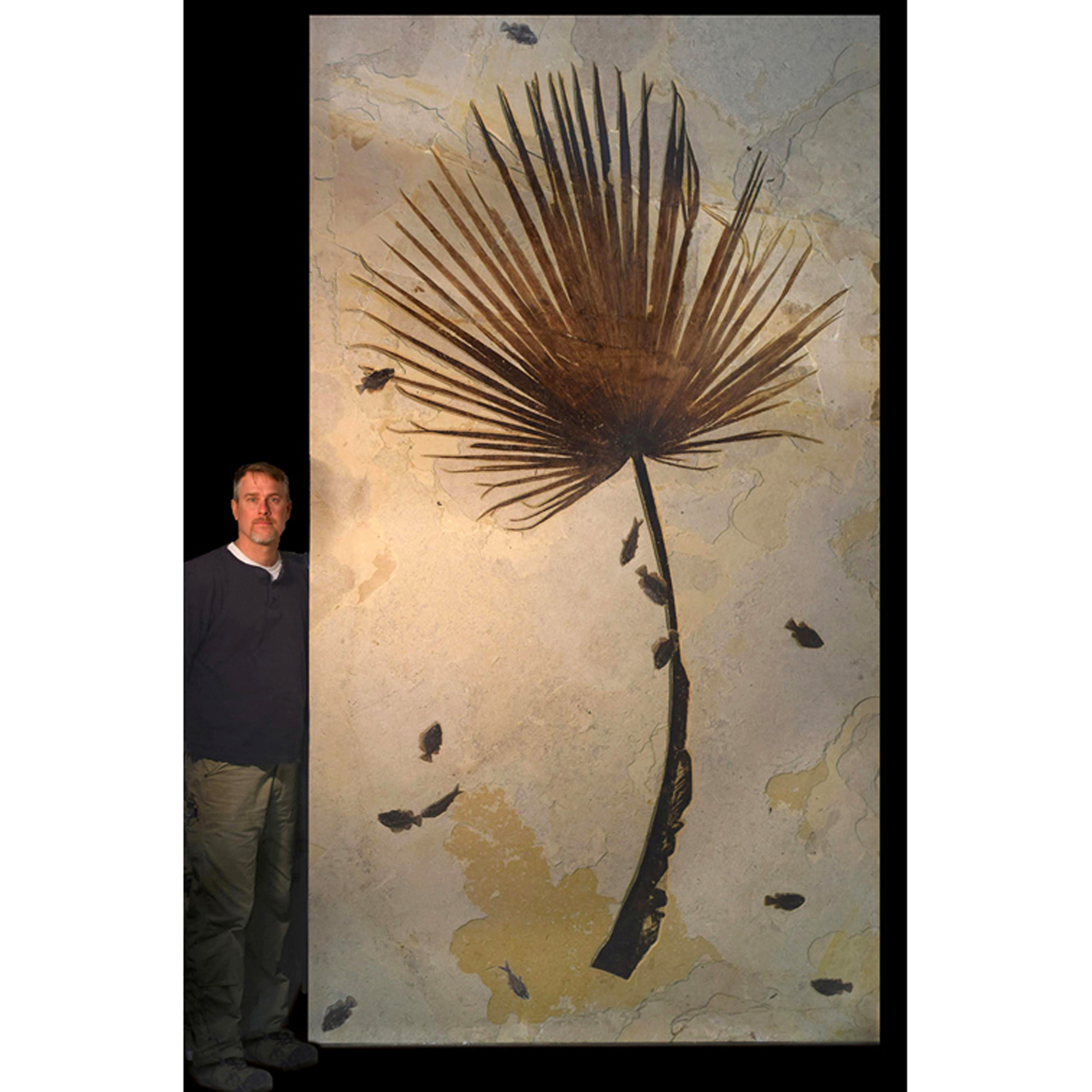 Palm Frond and Fish Fossil Mural