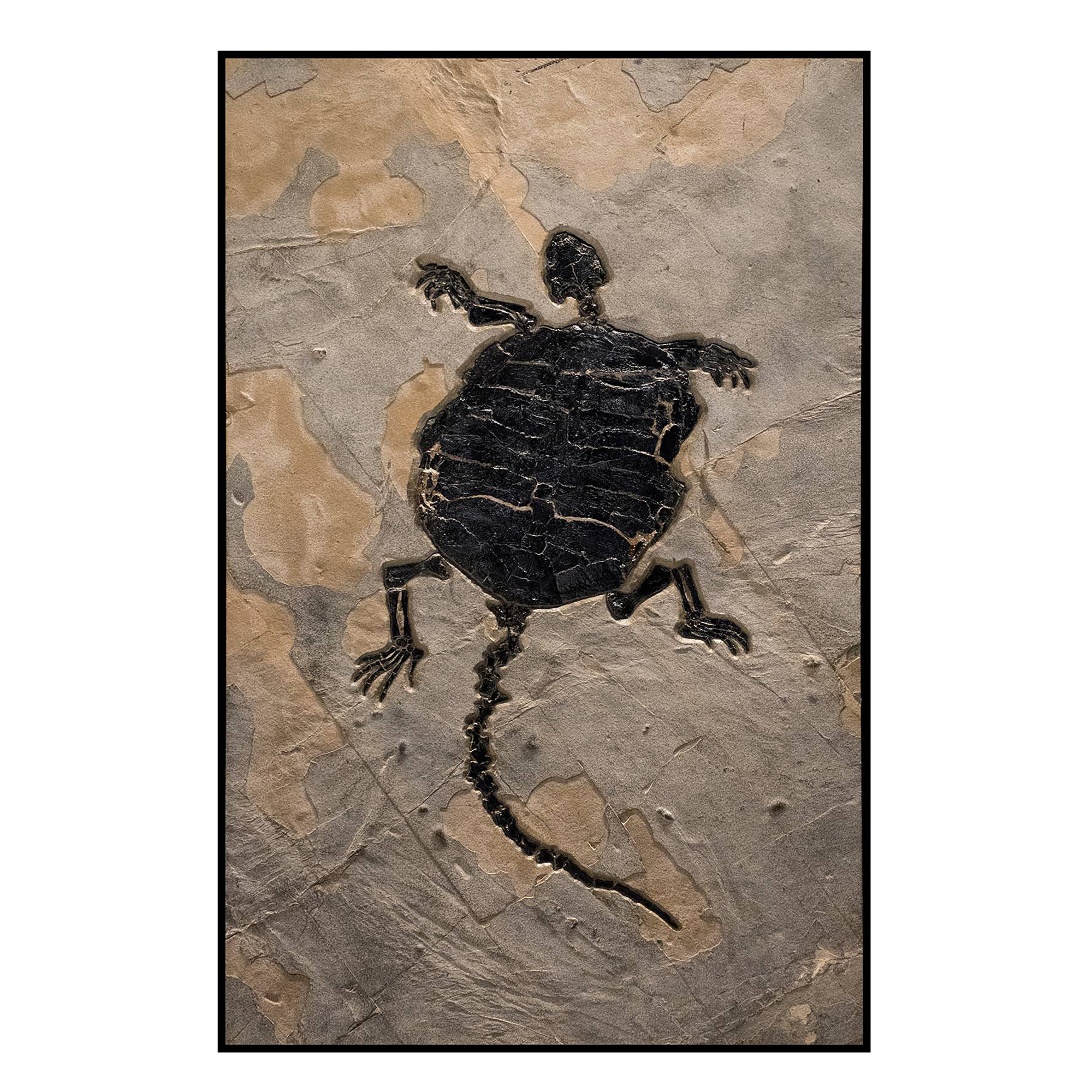 Turtle Fossil Mural