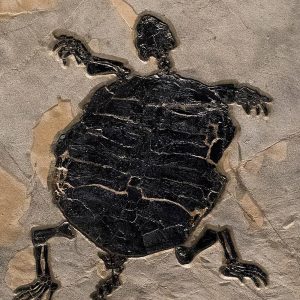 Turtle Fossil Mural