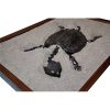 Fossil Alligator Snapping Turtle 3