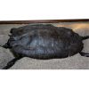 Fossil Alligator Snapping Turtle 5