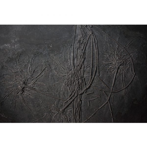 Fossil Crinoid Plate