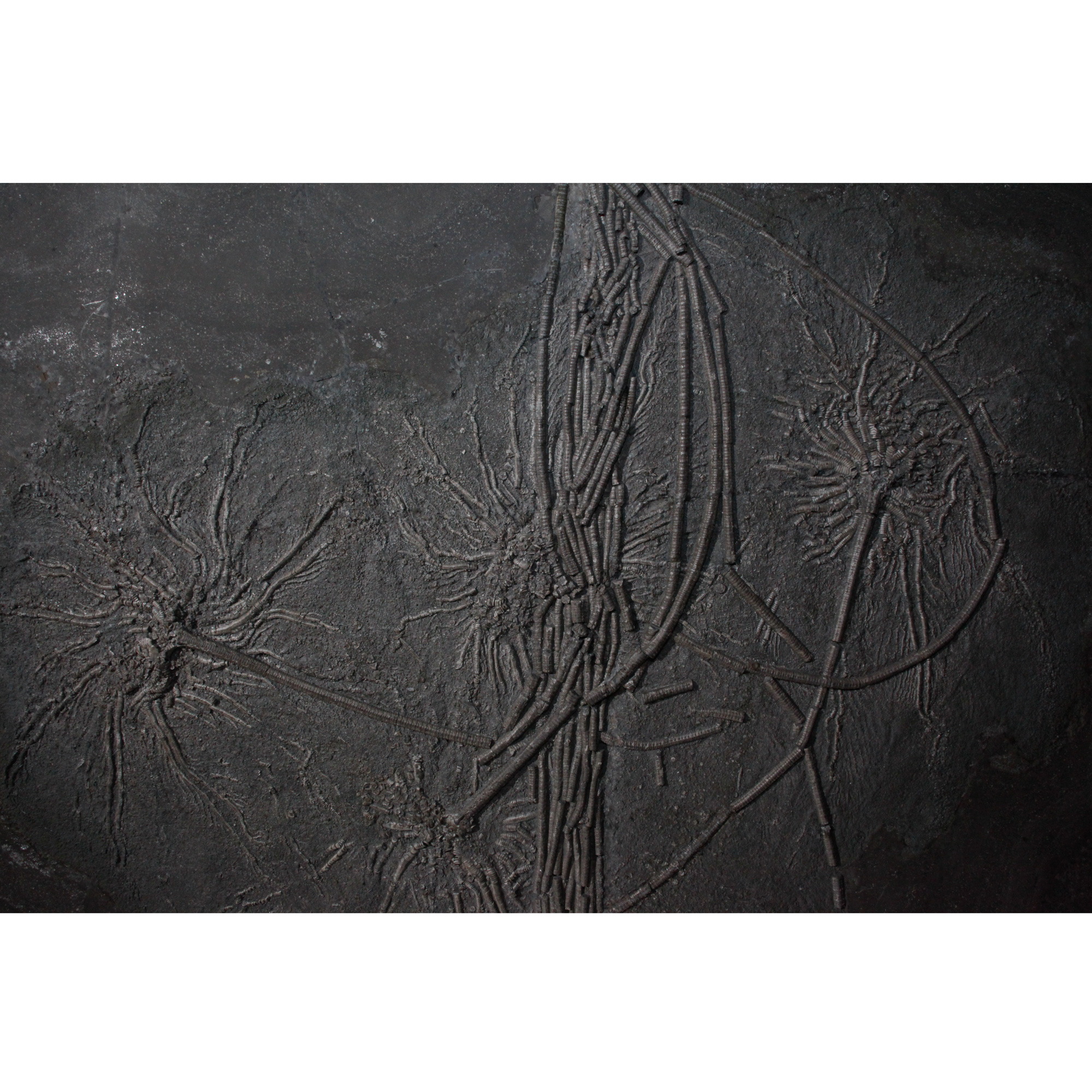 Fossil Crinoid Plate