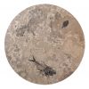 Fossil Round Table 02_Q060809005