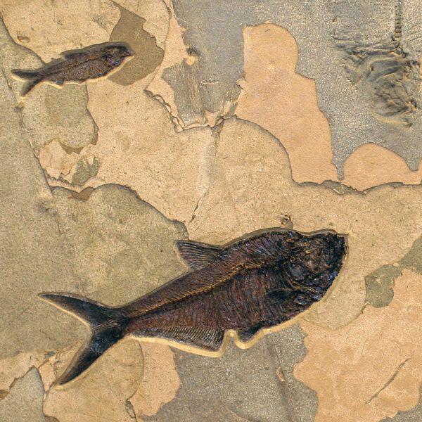 Fossil Collector Mural Q070626014cm