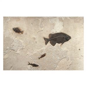 Fossil Accent Mural Q130807500