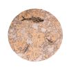 Fossil Coffee Table (Round) 150331001tc 2