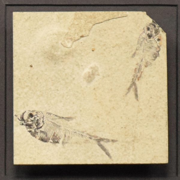 Fossil Shadow Box 171004605