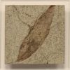Fossil Shadow Box 171004612 3