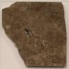 Fossil Shadow Box 171004628 3