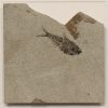 Fossil Shadow Box 171004629 3