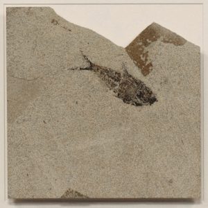 Fossil Shadow Box 171004629