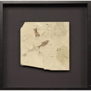 Fossil Shadow Box 171004631