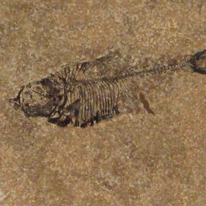 Fossil Tile (Honed) DL66_H027