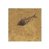Fossil Tile (Honed) DL88_H065