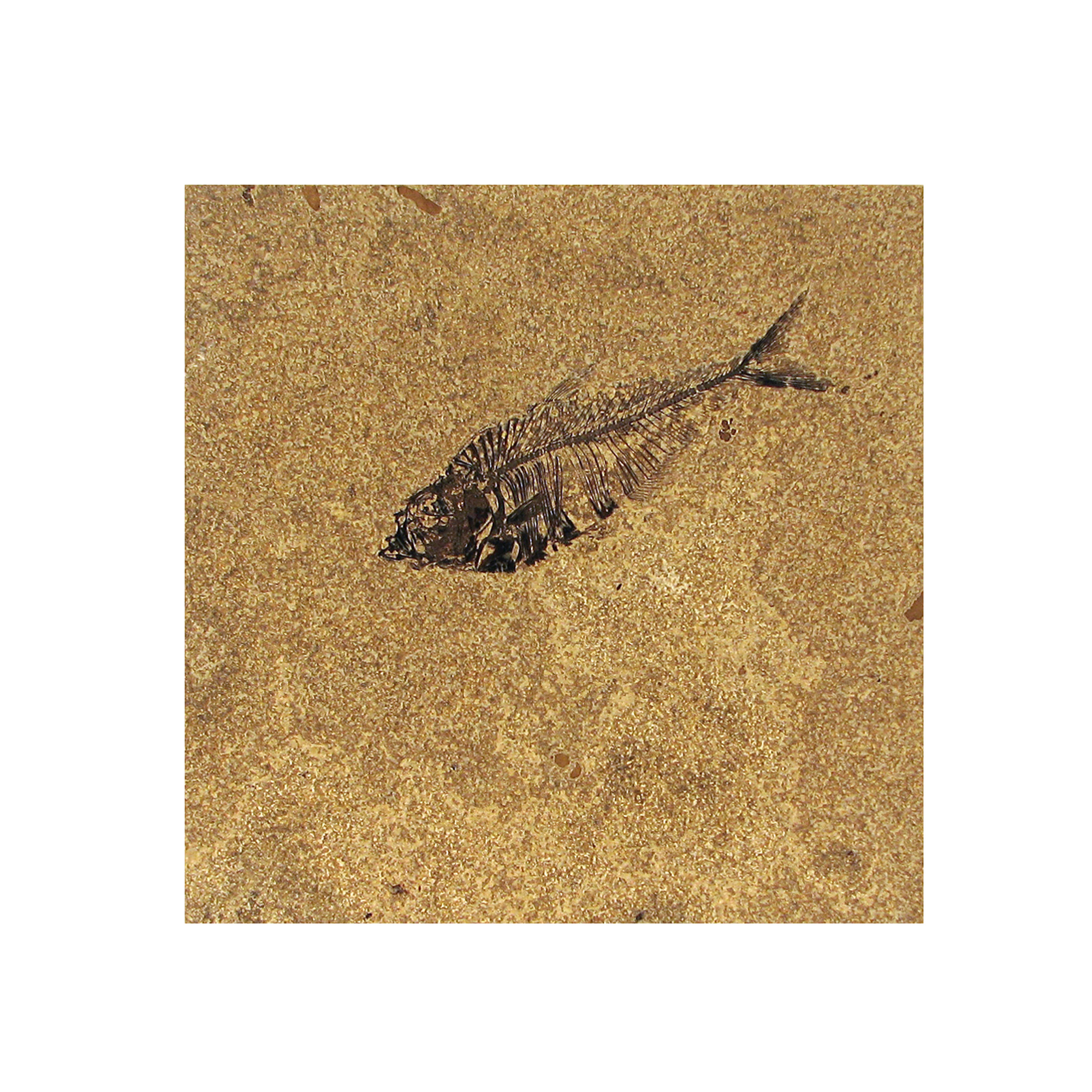 Fossil Tile (Honed) DL88_H065
