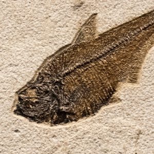 Fossil Tile (Natural) DL88_N167