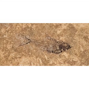 Fossil Tile (Honed) DR48_H109