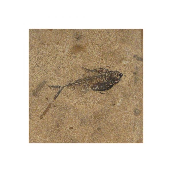Fossil Tile (Honed) DR66_H029