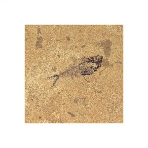 Fossil Tile (Honed) DR66_H080