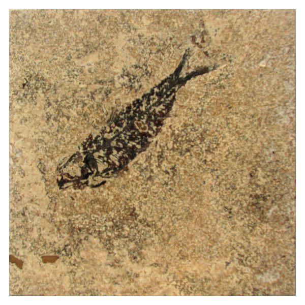 Fossil Tile (Honed) KL66_H127