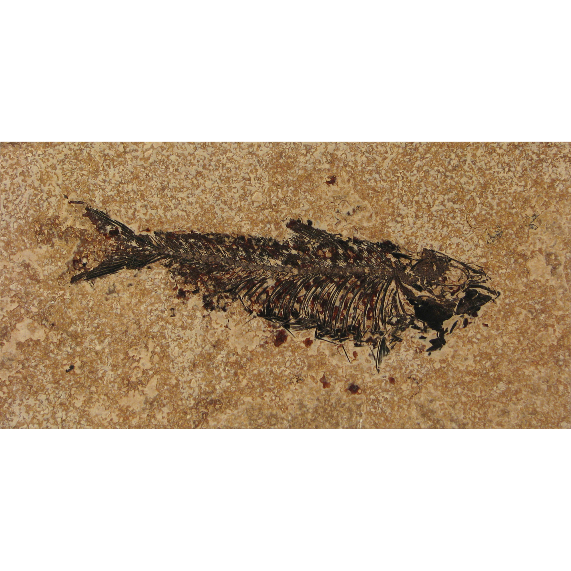 Fossil Tile (Honed) KR48_H080