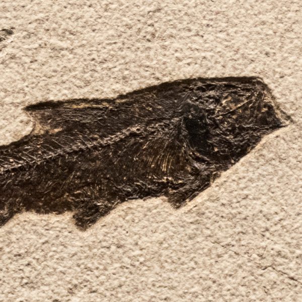 Fossil Tile (Natural) KR66_N159
