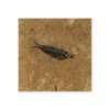 Fossil Tile (Honed) KR88_H068
