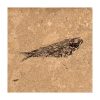 Fossil Tile (Honed) KR88_H105