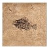 Fossil Tile (Honed) PL88_H111