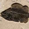 Fossil Tile (Natural) PL88_N165 3