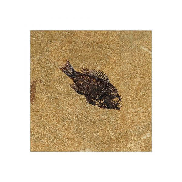 Fossil Tile (Honed) PR66_H053
