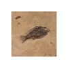 Fossil Tile (Honed) PR66_H131