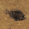 Fossil Tile (Honed) PR88_H062 3