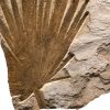 Fossil Mural Q080814003am 3