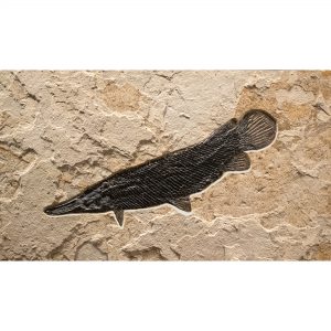 Fossil Mural 02_Q170710001am
