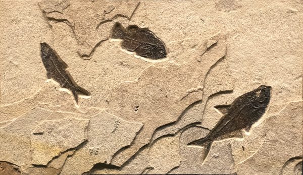 Fossil Collector Mural 02_180416510AM