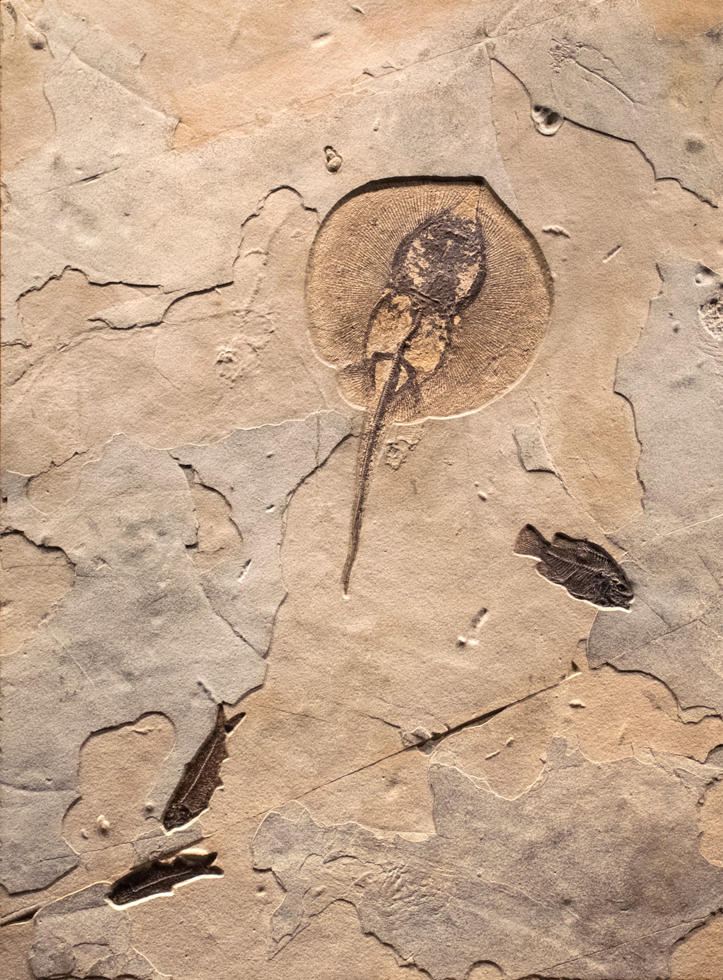 Fossil Collector Mural 02_MS170918500AM